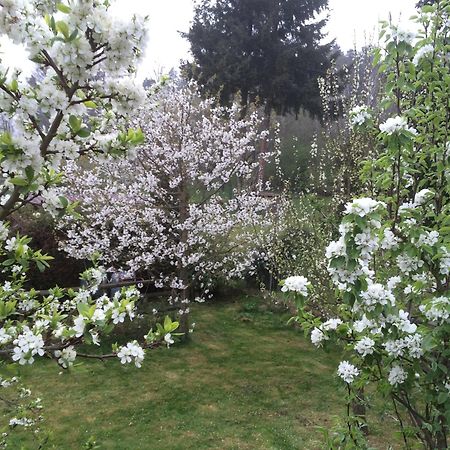 Ferienwohnung Kuckuck Auf Dem Sommerberg Incl Schwarzwaldcard Plus - 2 Zimmer 50Qm Бад-Вільдбад Екстер'єр фото